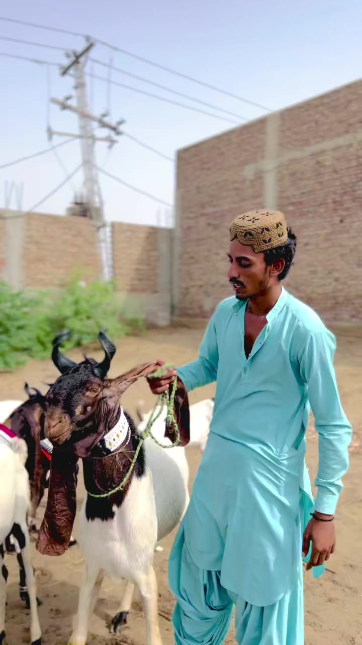 @✨.زاهد سولنگي واپاري. 🐐