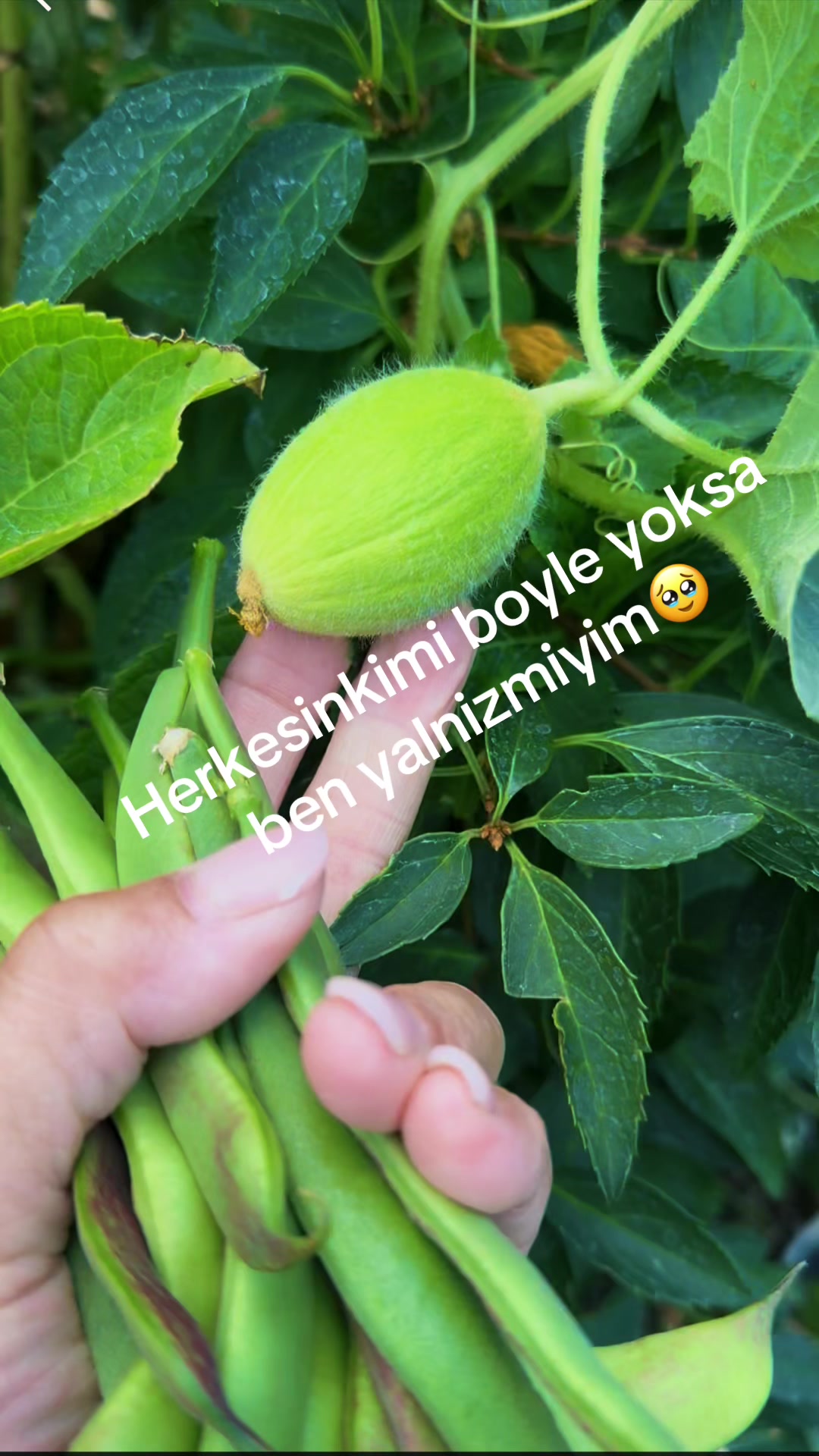 @zelishim
