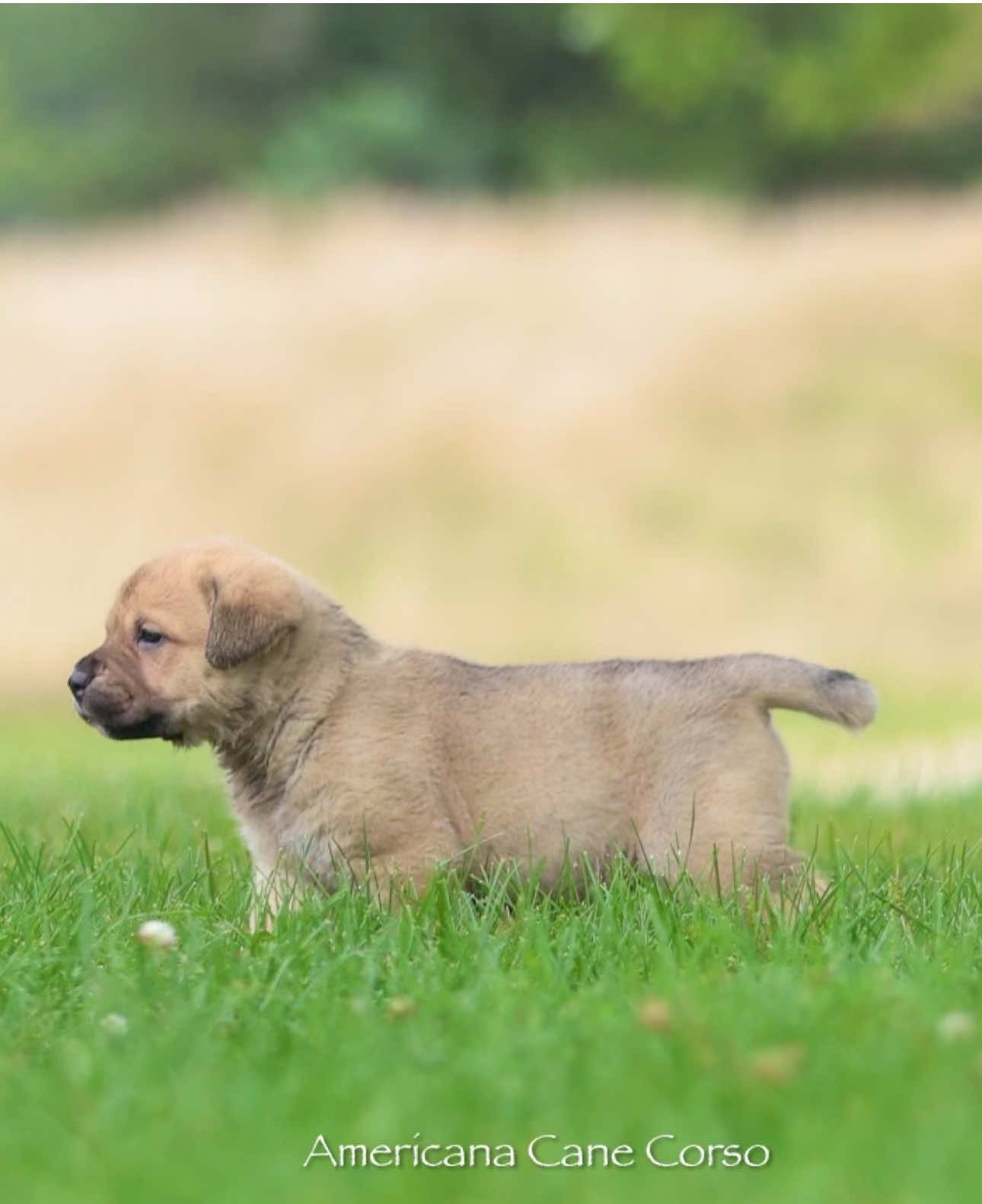 @americana_kennels