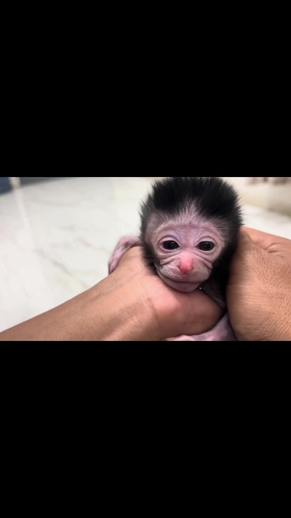 @Asian Macaques