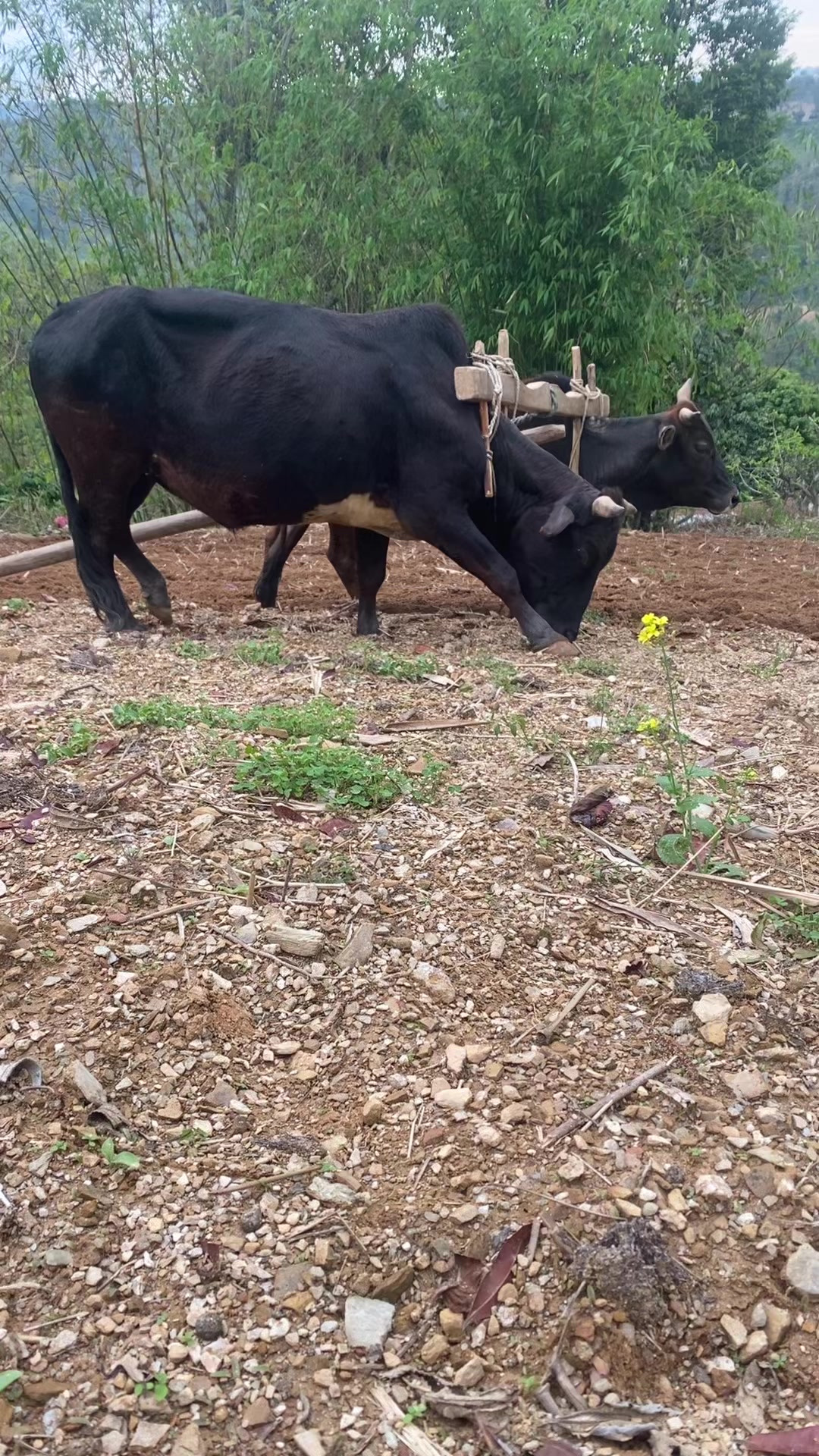 @थानेश्वर ज्ञवाली