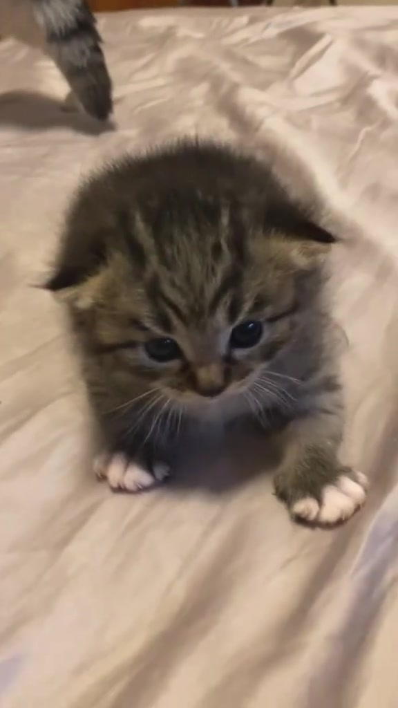 @catbosssss