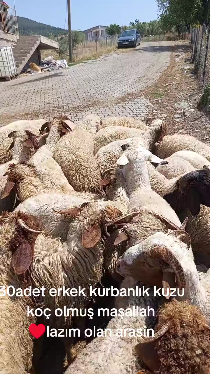 @İbrahim Erhan erhan