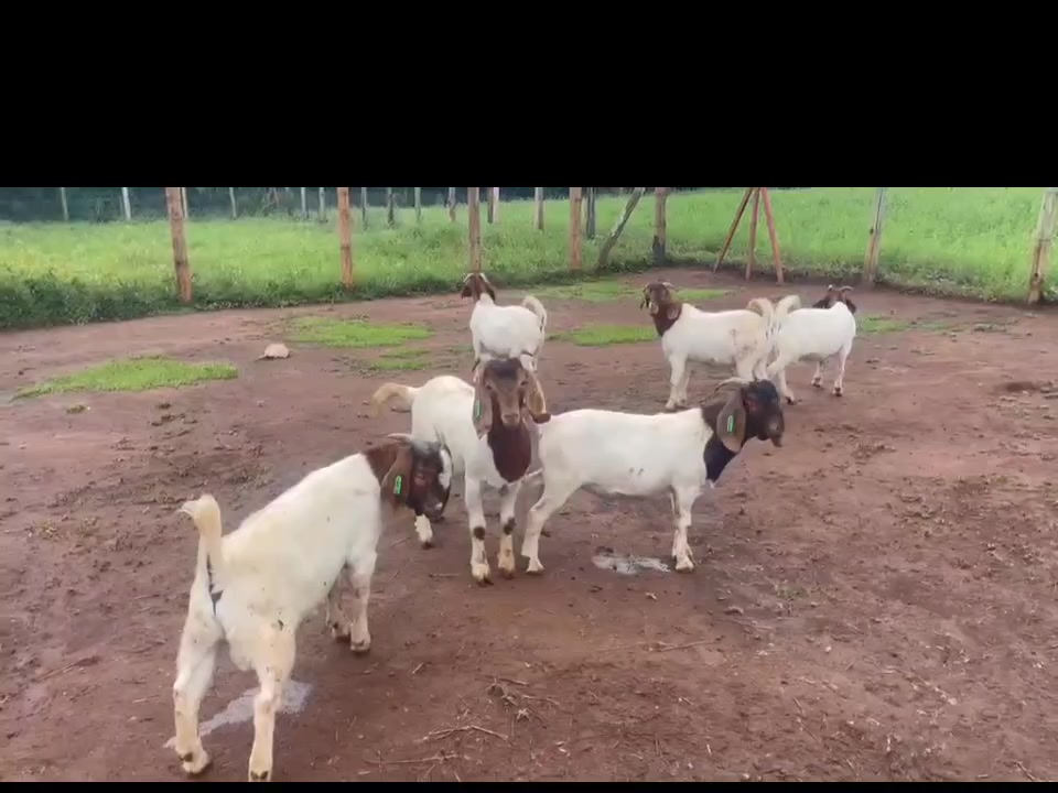 @itungo pastures