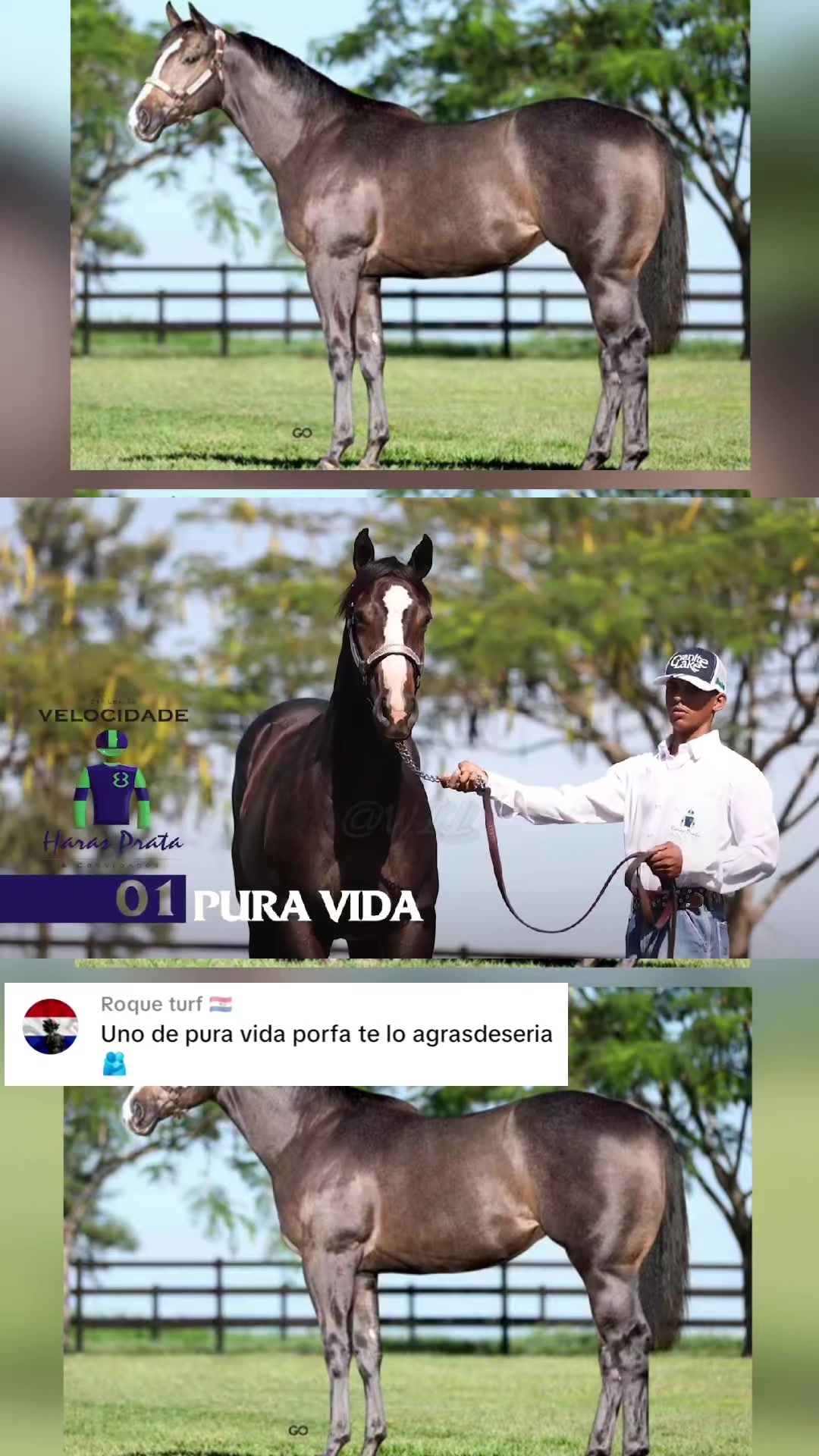 @WIL.🐎