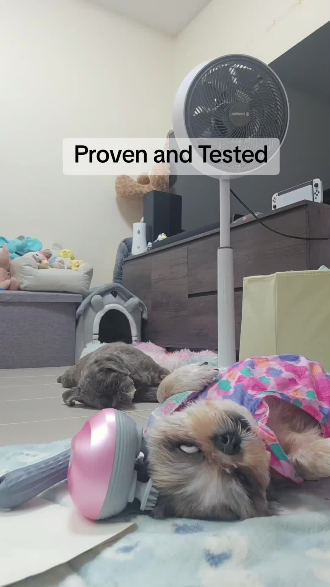 @Nella and Lucky the Shih🐶
