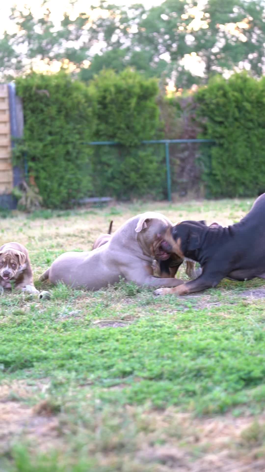 @bigdutchbullykennel