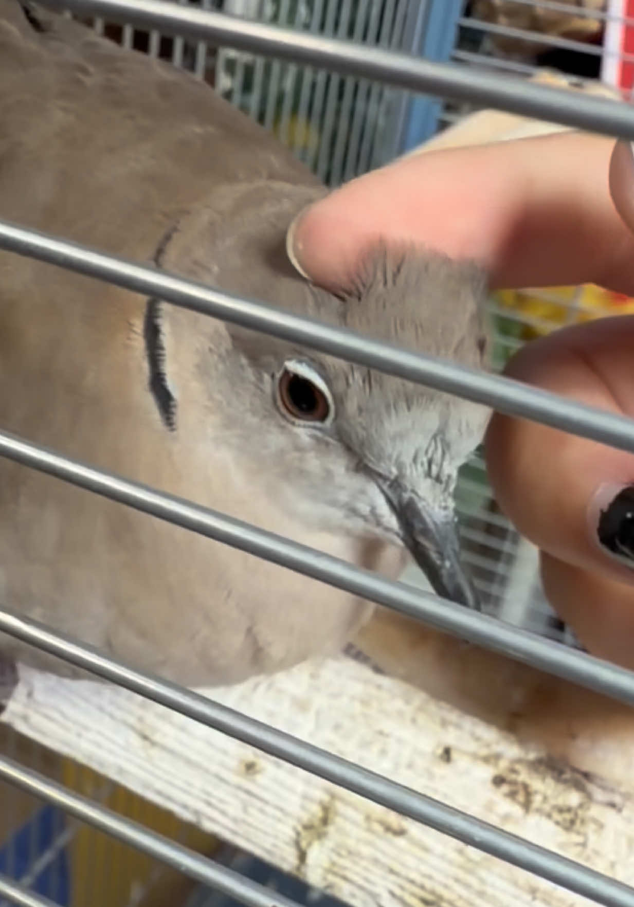 @Fur Sweet Home