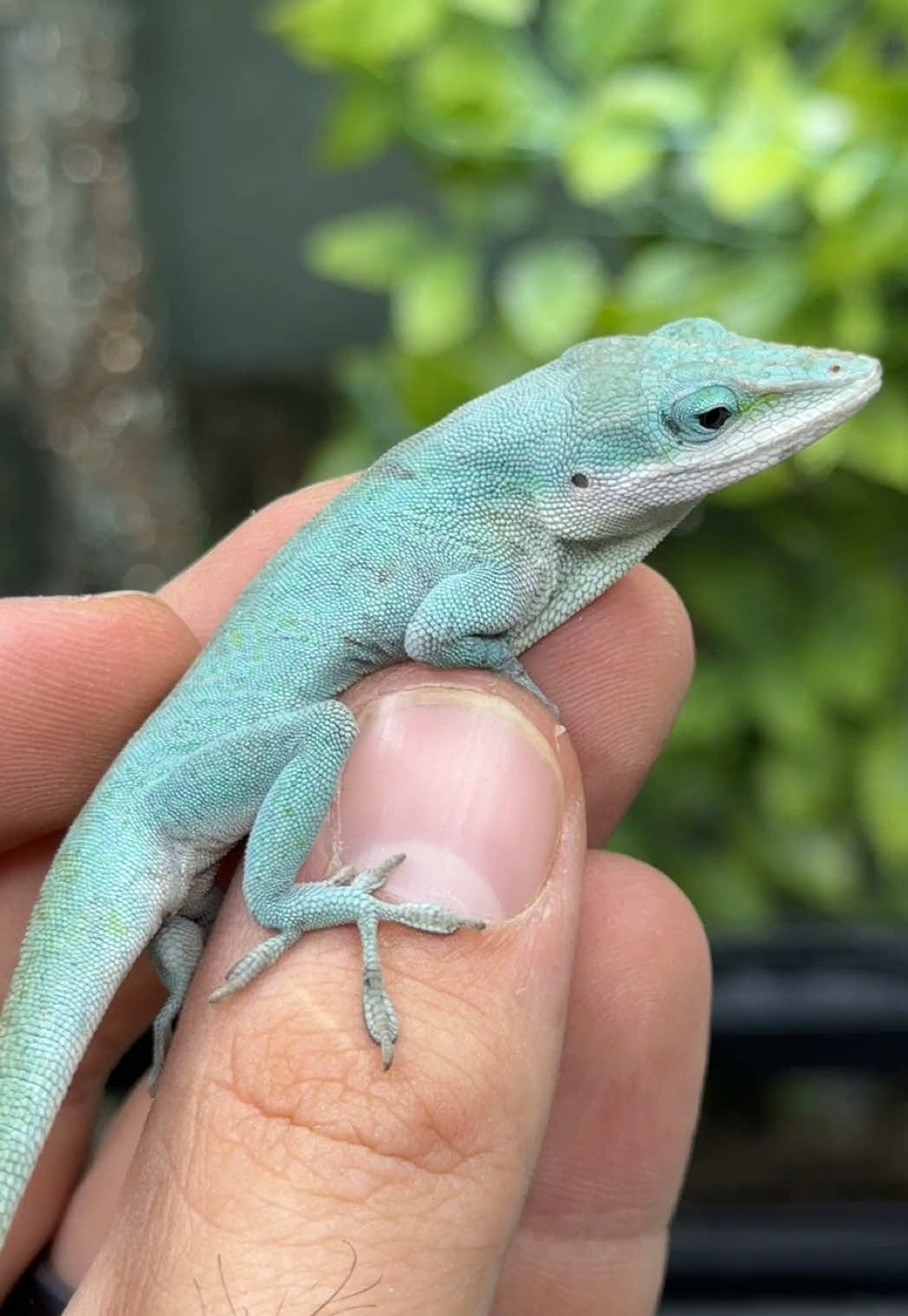 @HerpTime