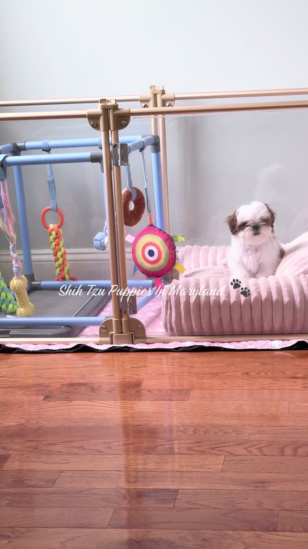 @Shih Tzu Puppies in Maryland