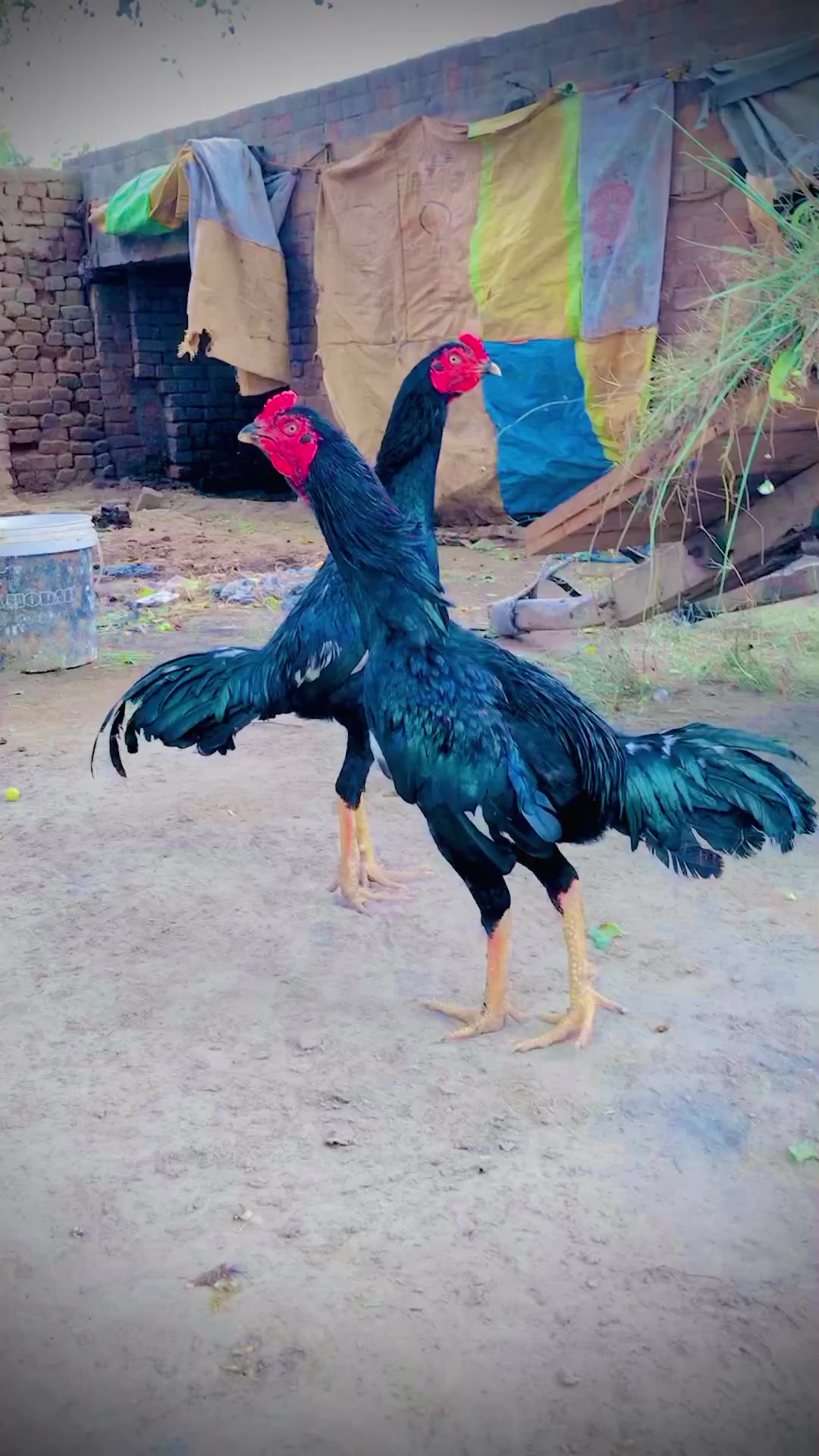 @Raza4732