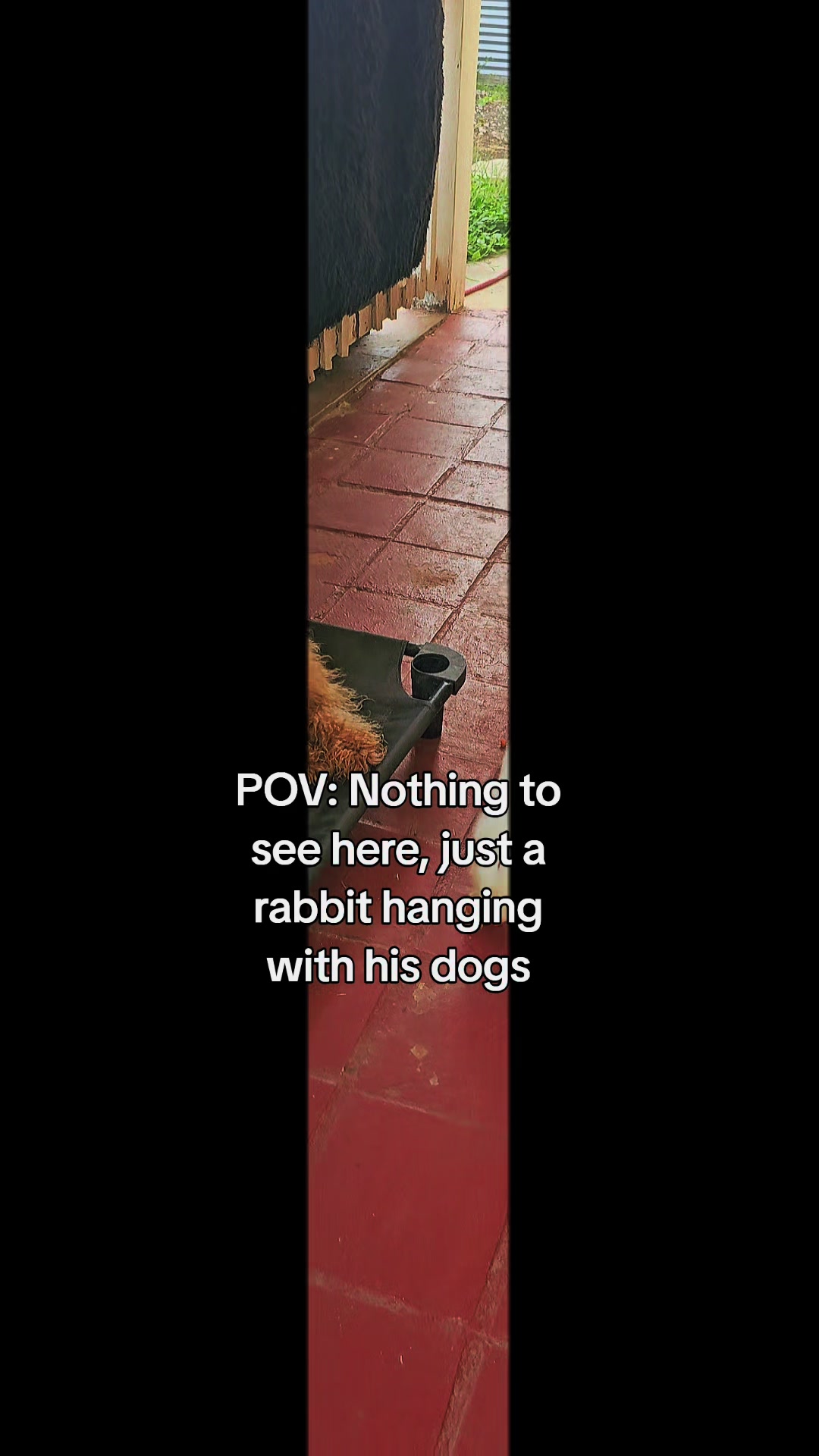 @MixedPetCollective