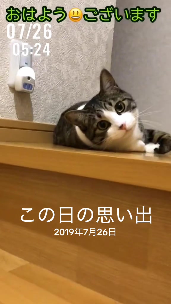 @🐈もこぶん🎸