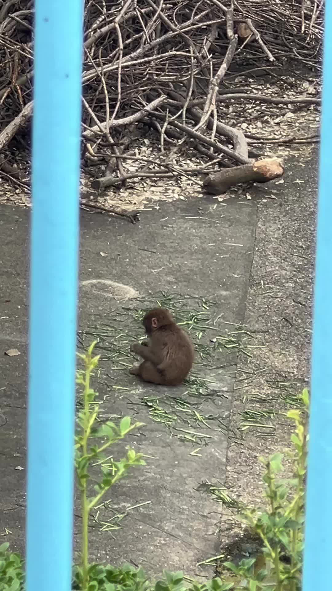 @パンチくん日記 | Punch Diary🇯🇵🐒
