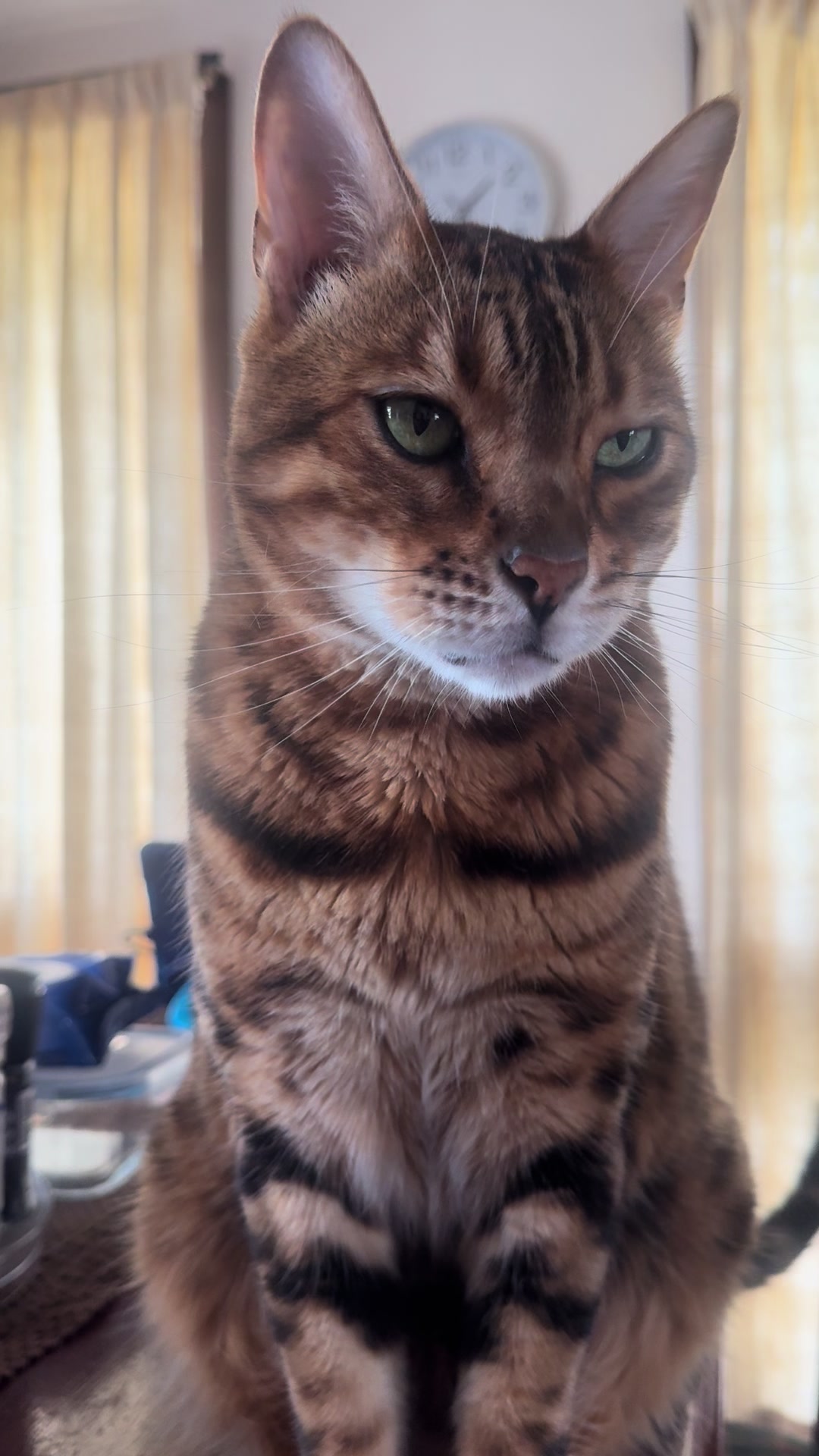 @TiggerthebrownBengal🇦🇺