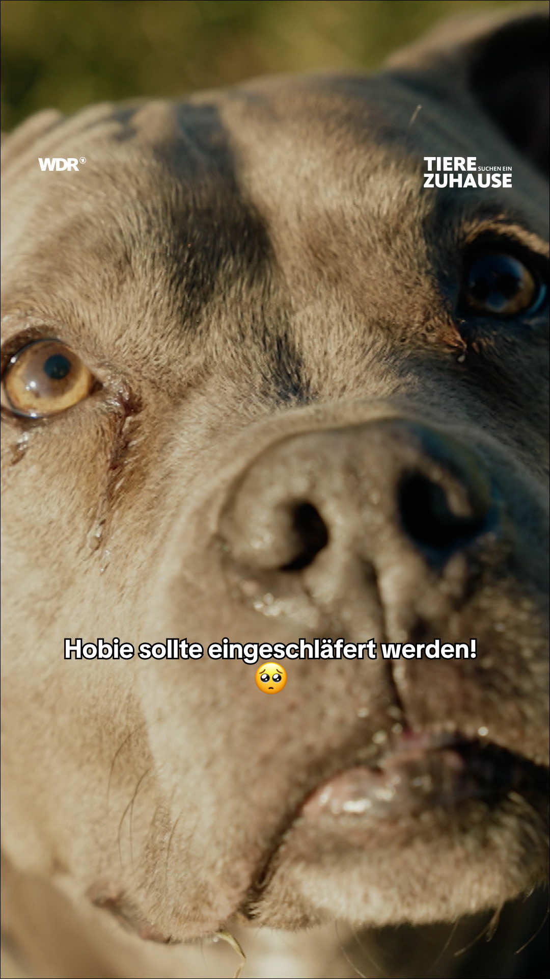 @Tiere suchen ein Zuhause