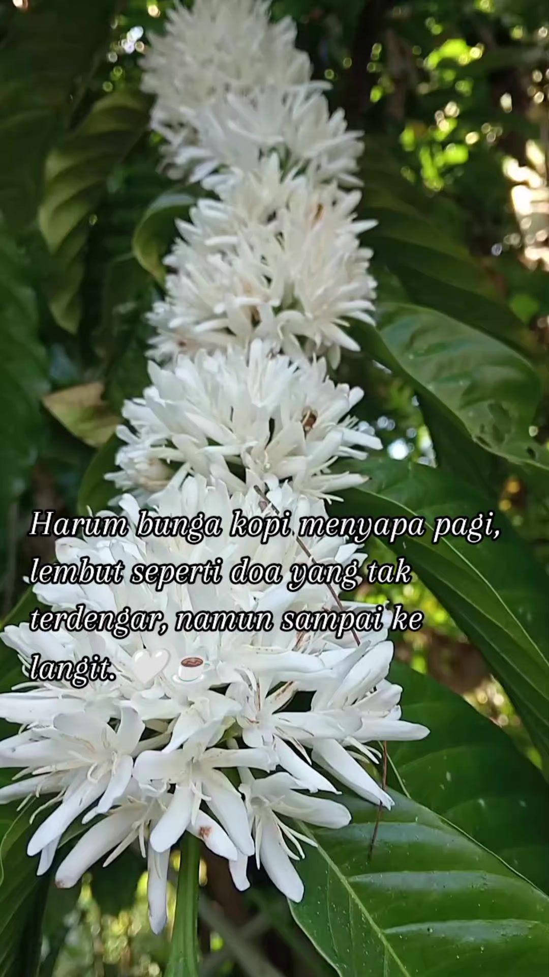 @Rizqi