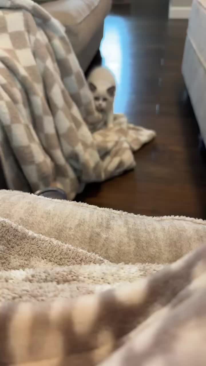 @Milo The Ragdoll Cat