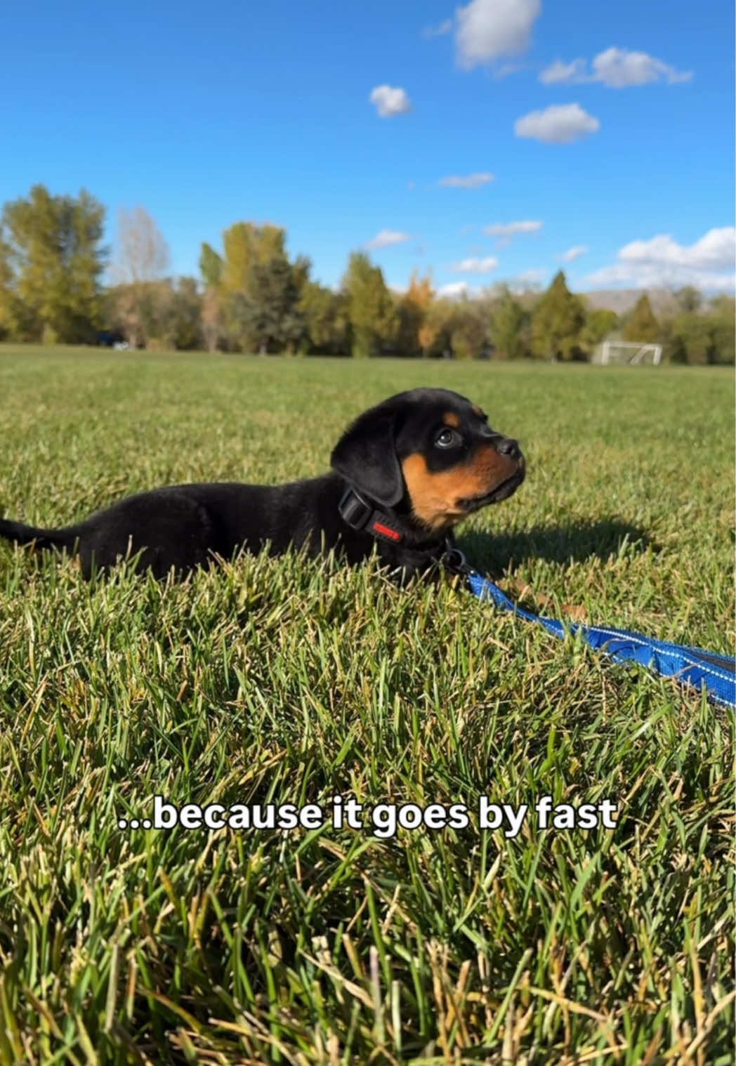 @Rex the Rottweiler