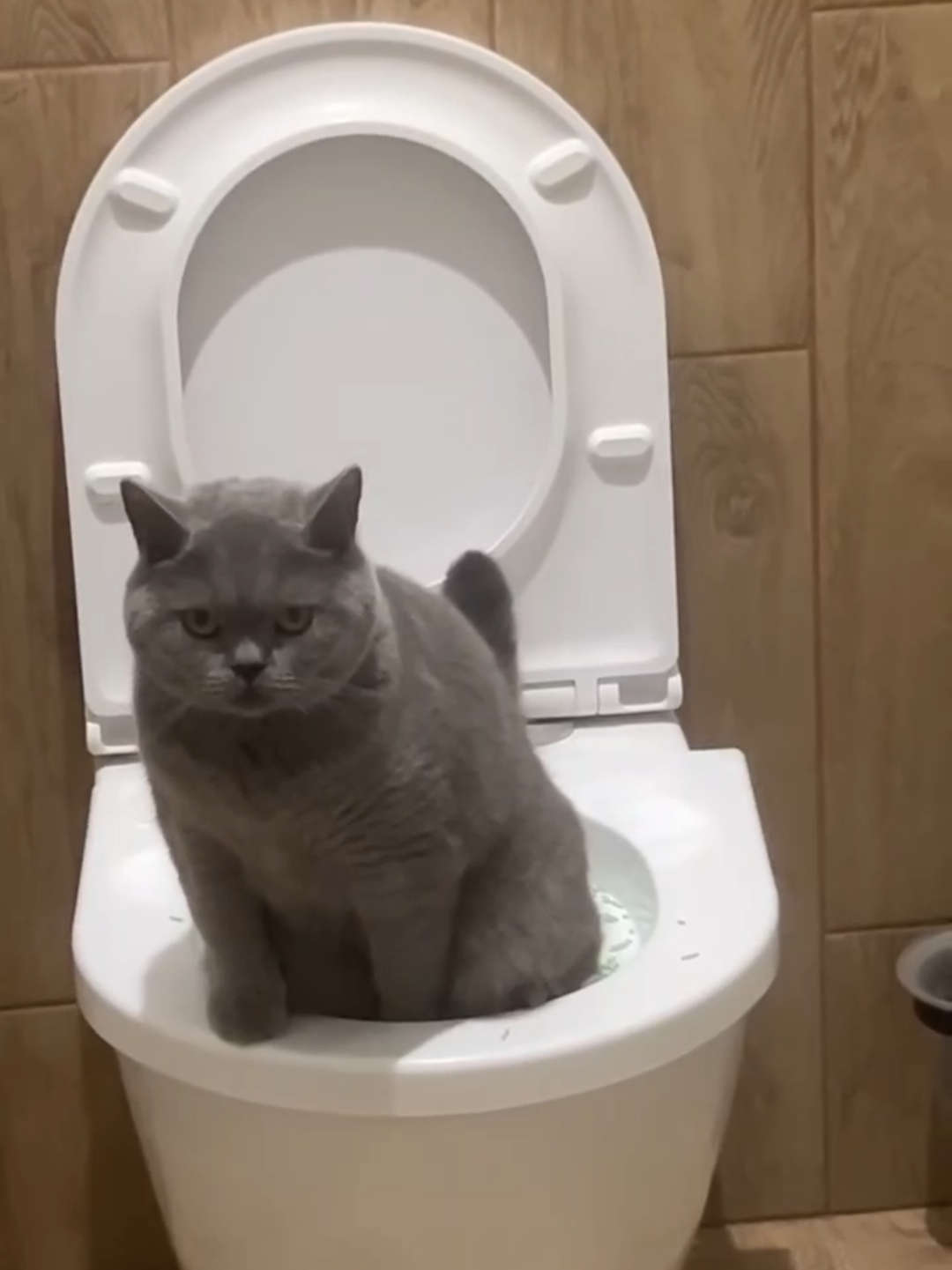 @Chonky World Of Cats