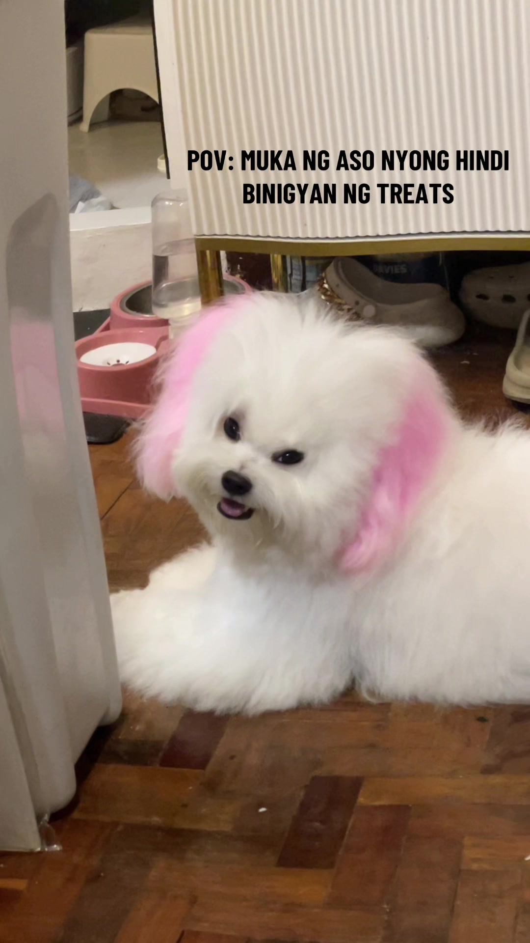 @CUCCI THE BICHON