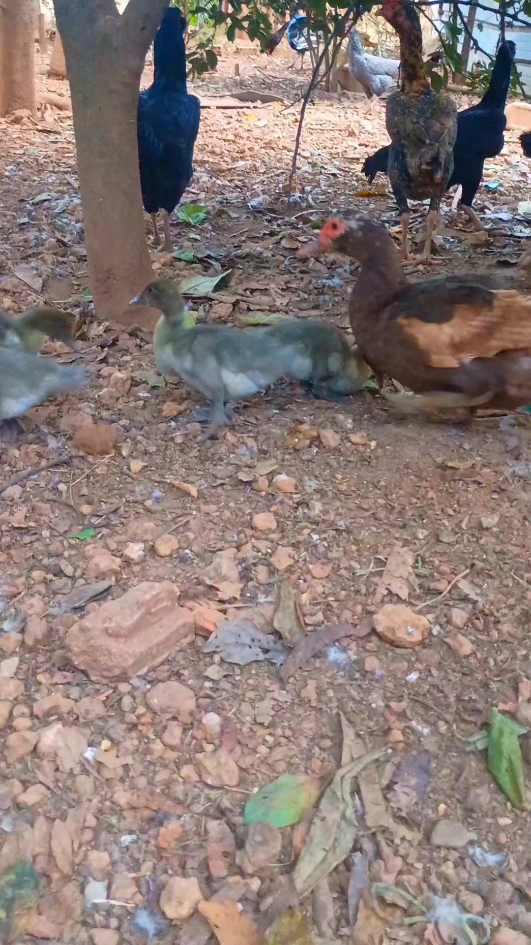 @🐔CRIAT&Oacute;RIO MZ🐓