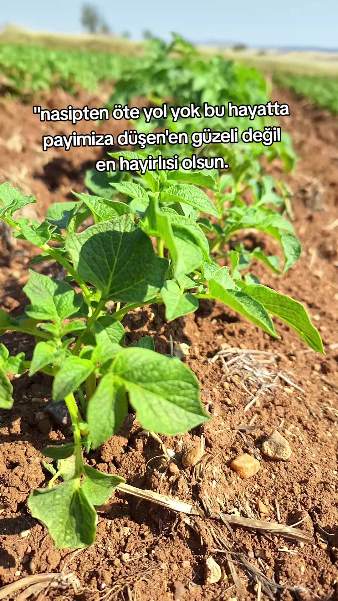 @Bet&uuml;l Halil sağ