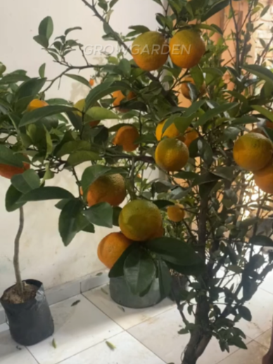 @Grow Garden | Plantas
