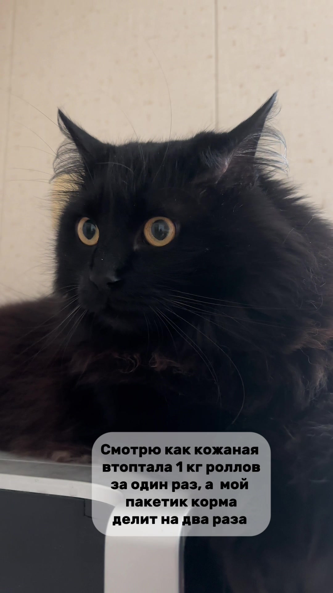@Хвостатые бандиты🐈⬛🐈