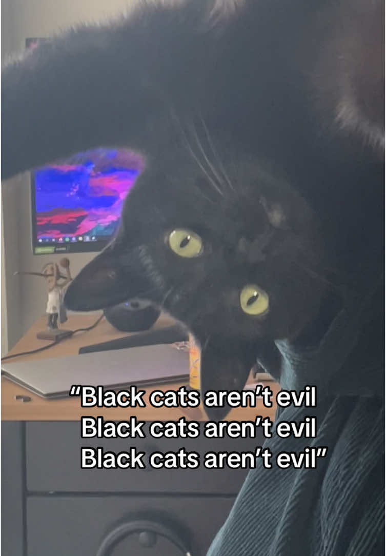 @Mr. Tiny Bagheera