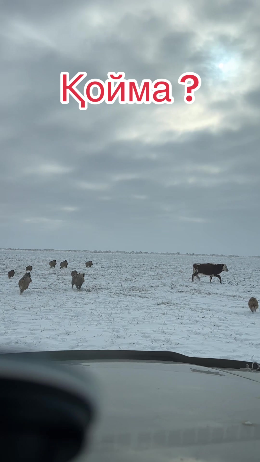 @Нұржан Ардана
