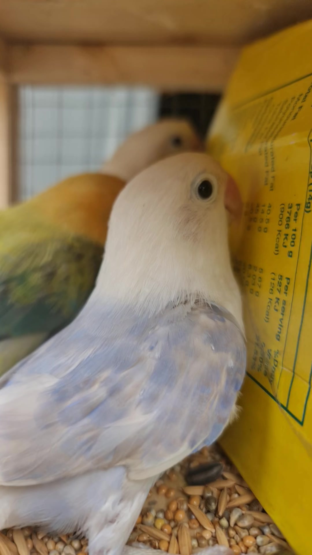 @ROYAL BIRD US