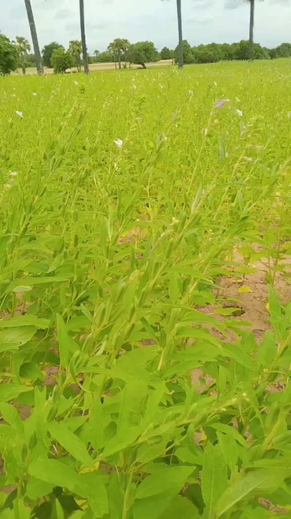 @ပုဂံသူလေးစီုးစိုး😎😎😎