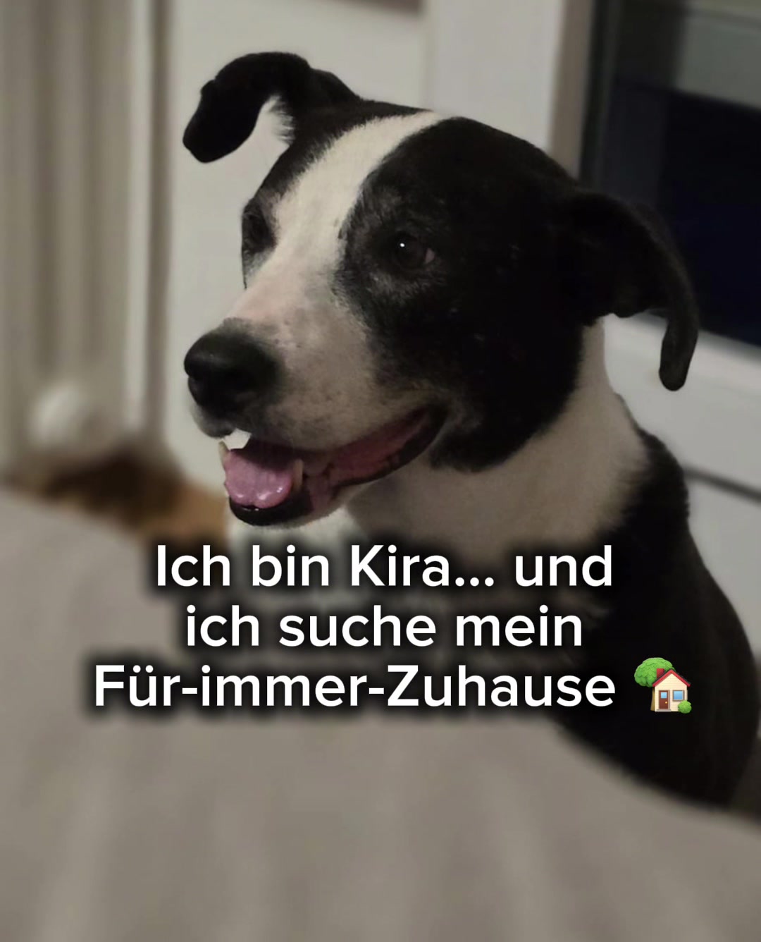 @Tierheim der Gl&uuml;ckliche