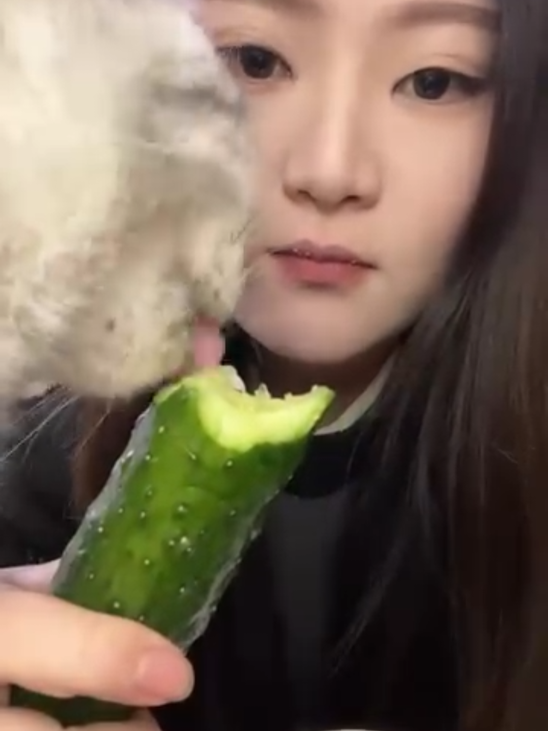 @Chonky World Of Cats