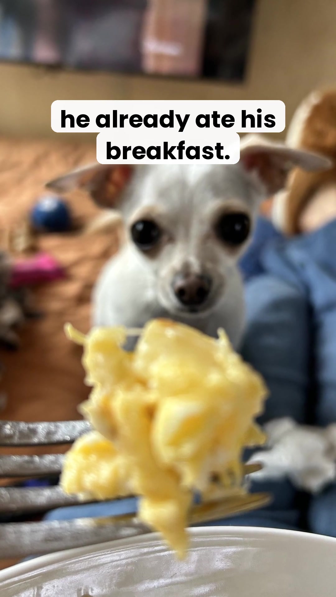 @TBD the Rescue Chihuahua