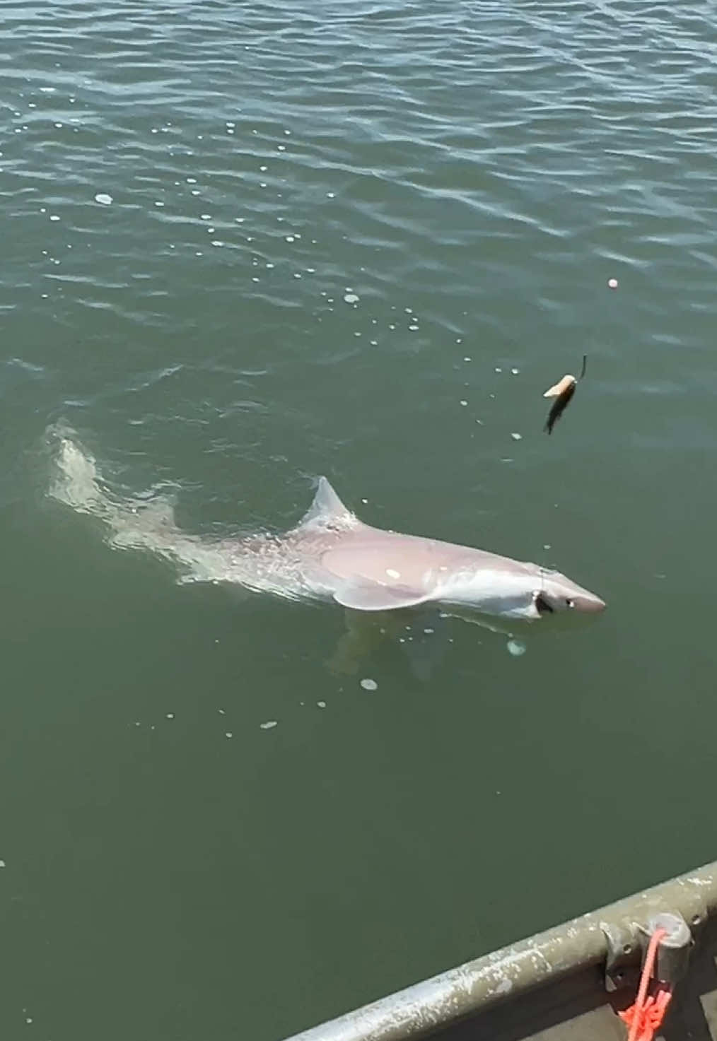 @For ReeLz Fishing 🎣