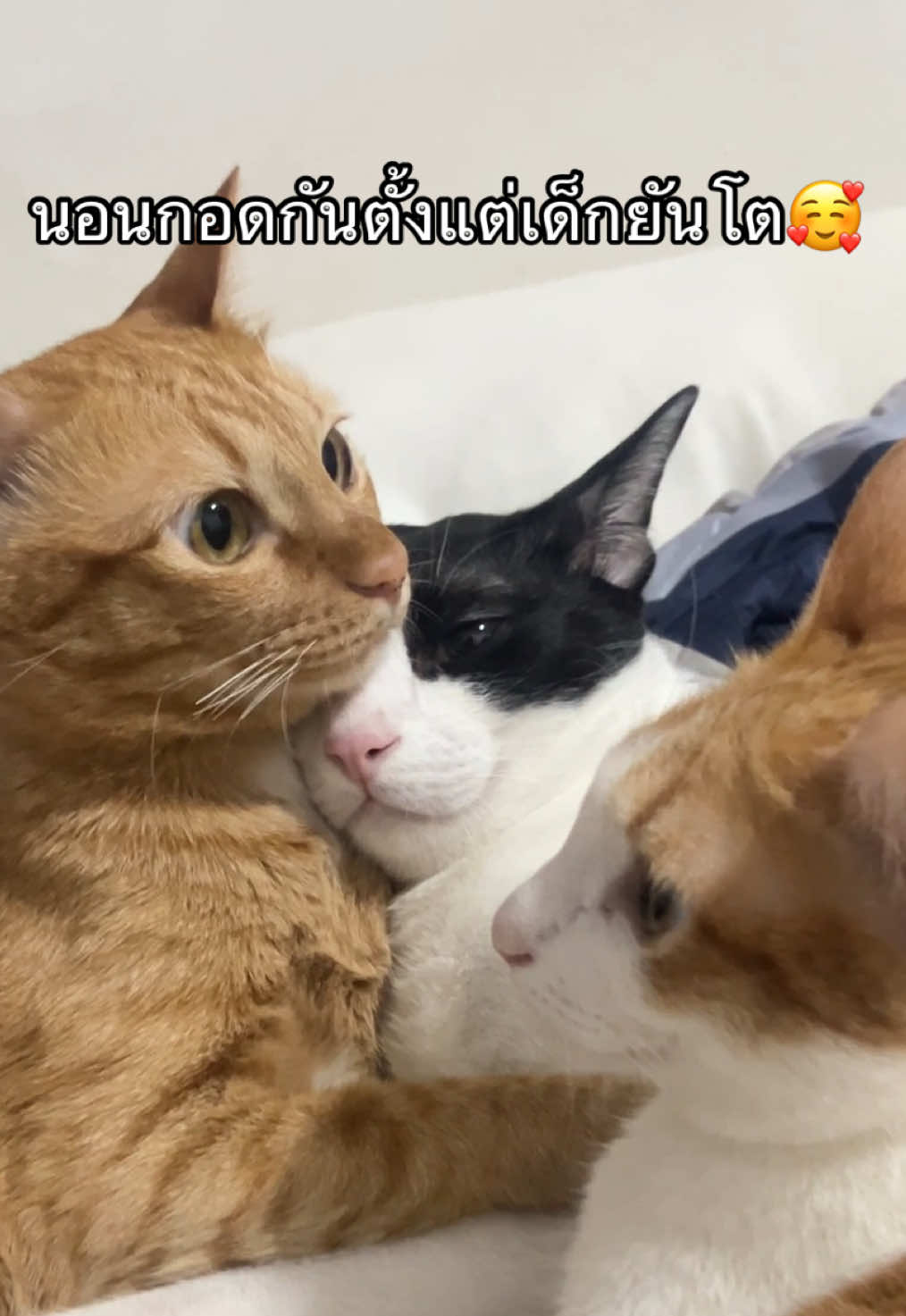 @pipotaropanda