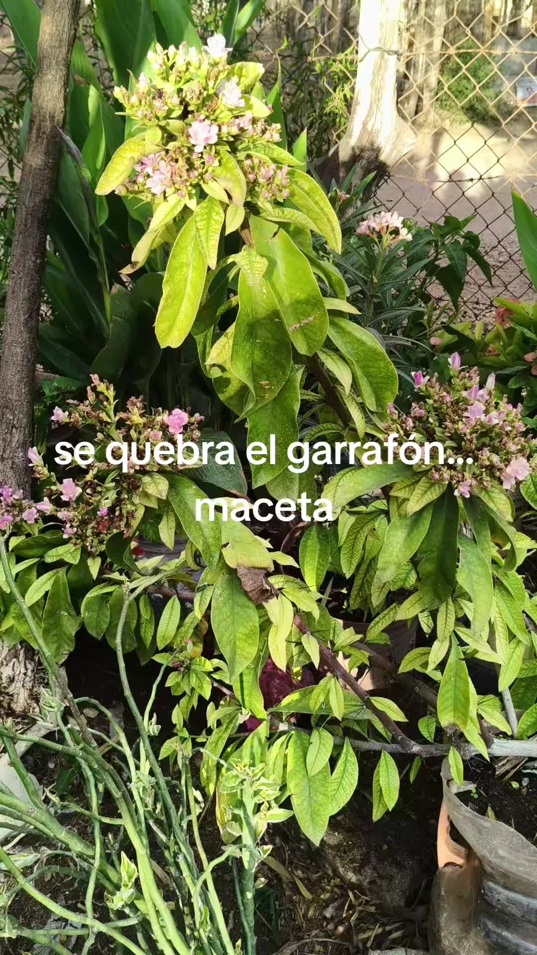 @Marlen Calderón