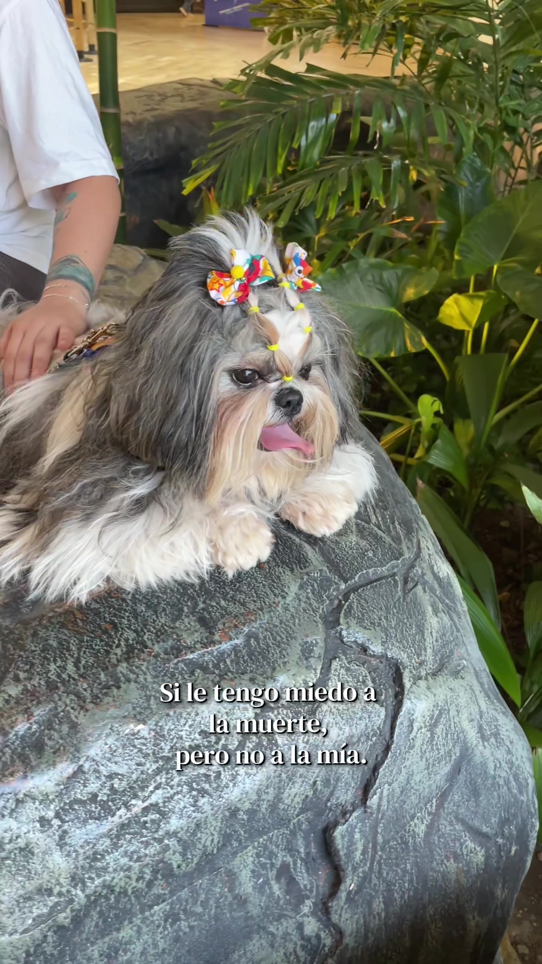 @appa_shihtzurp