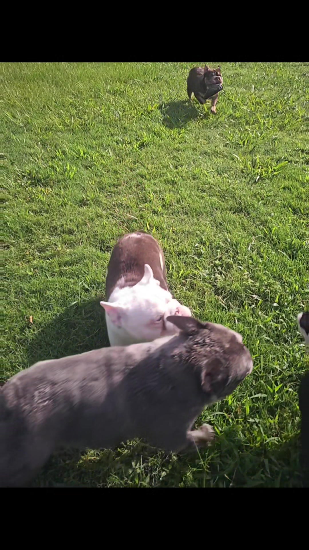 @Diamond State French Bulldogs