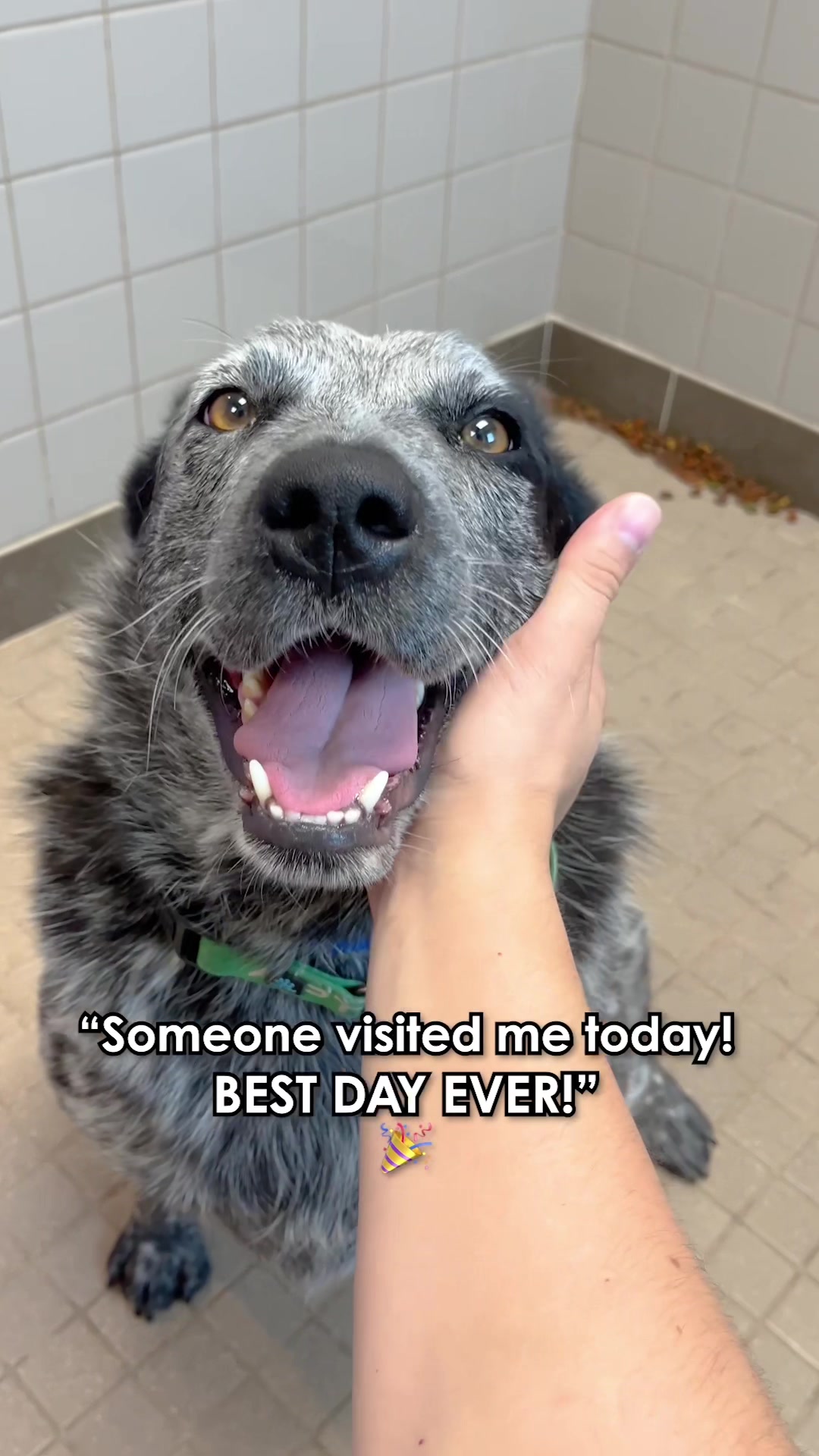 @animalhumanenm