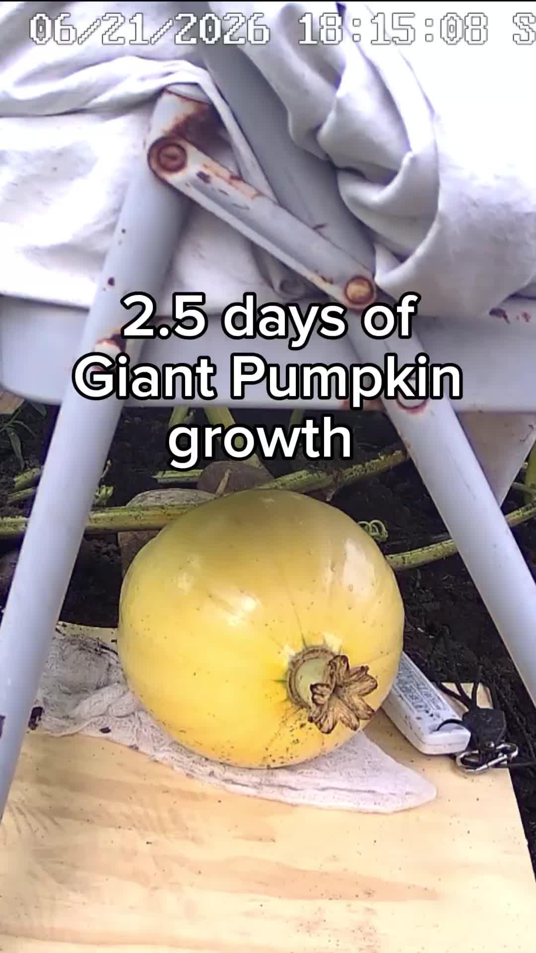 @bigpumpki