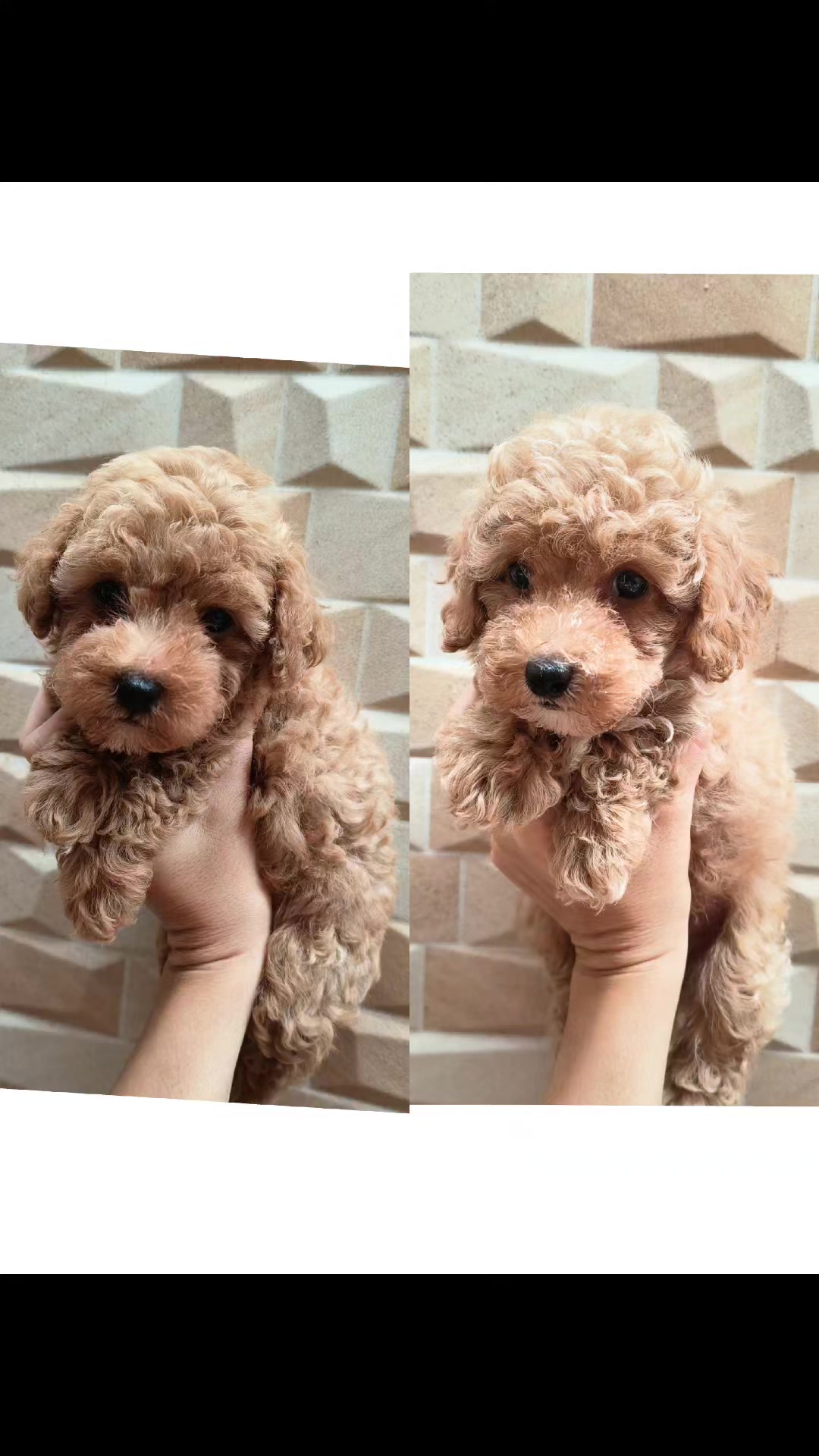 @Lavanya Kennel