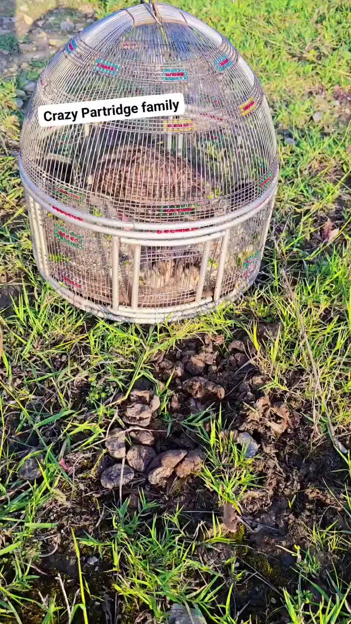@Birds Lover