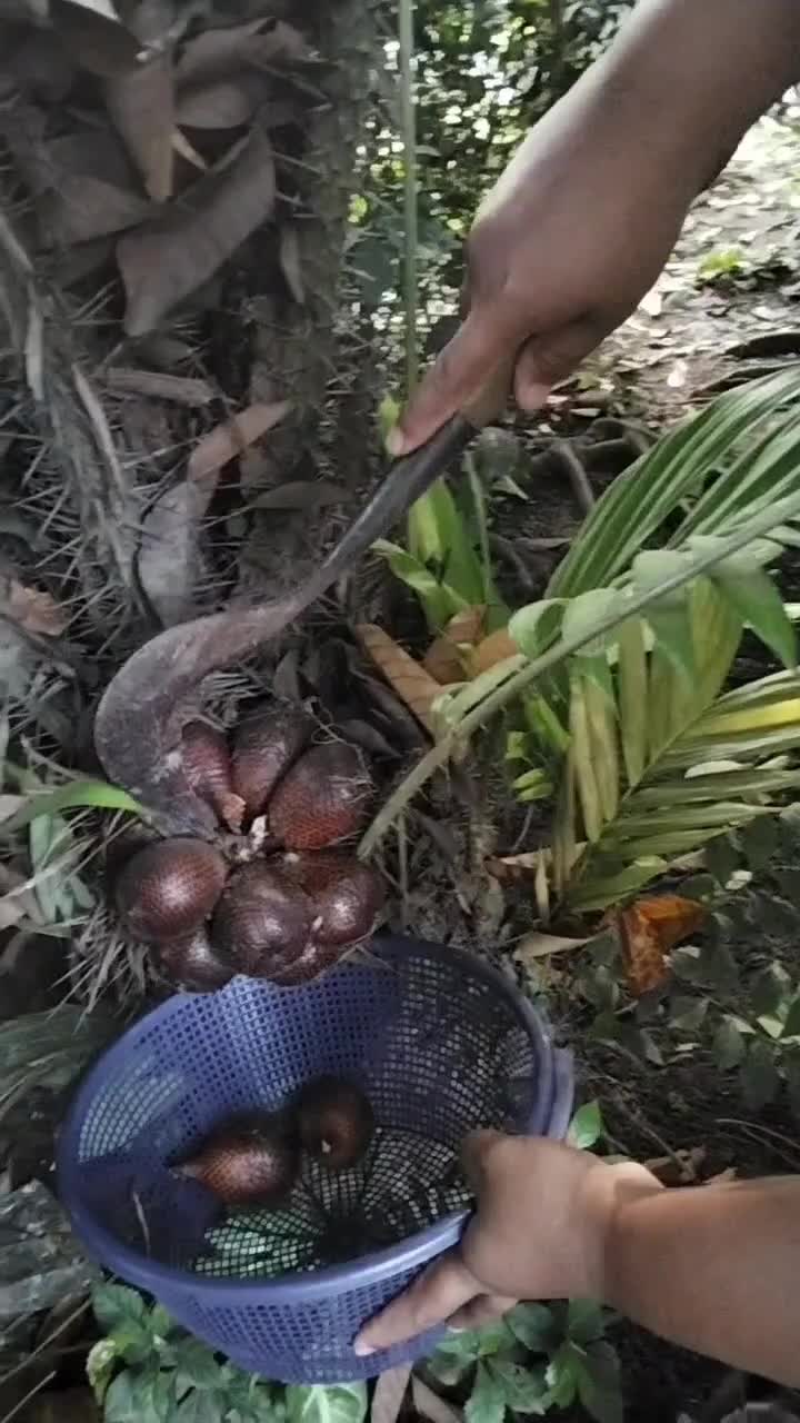 @Vera saja