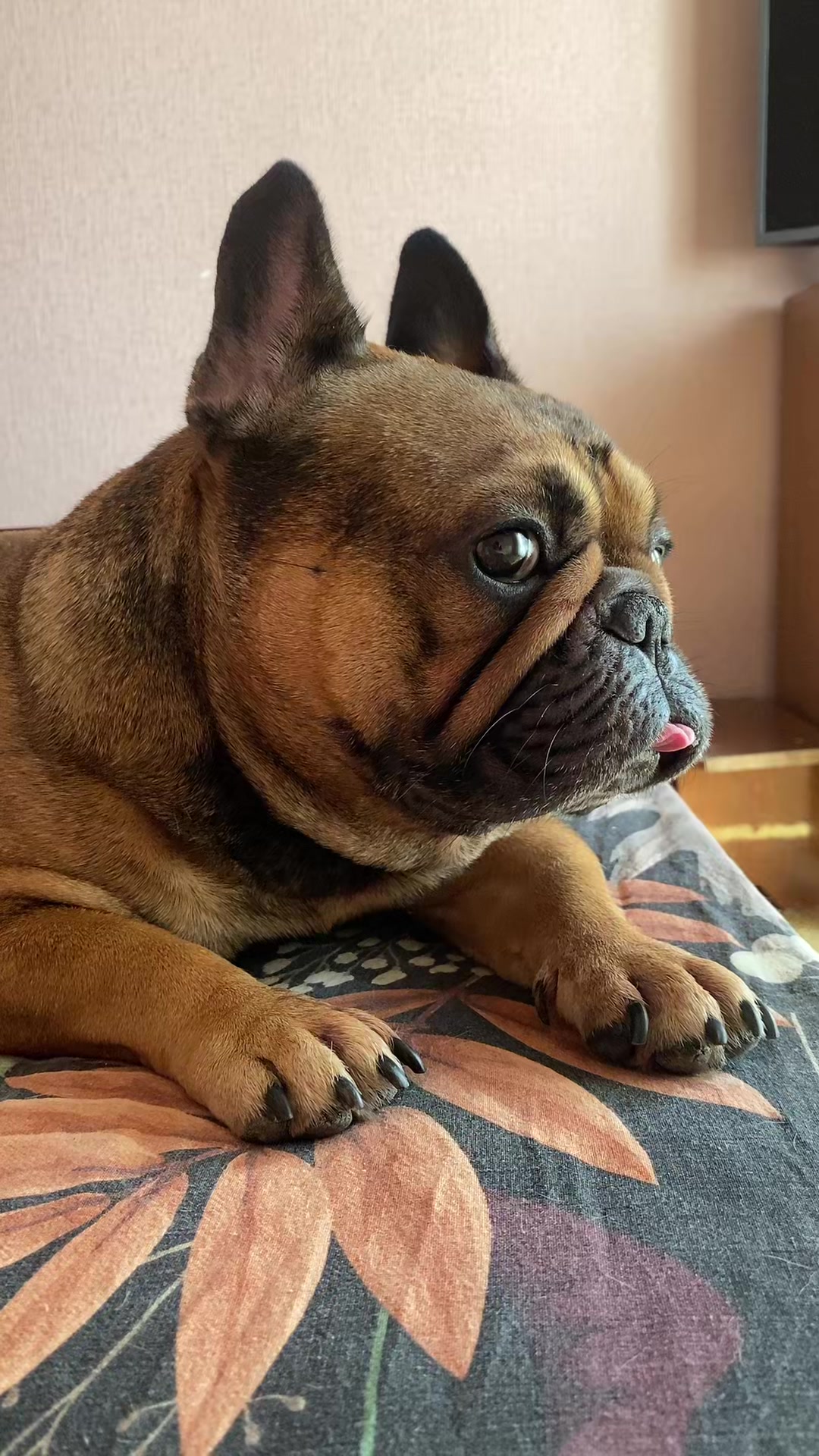 @_holly_bulls_