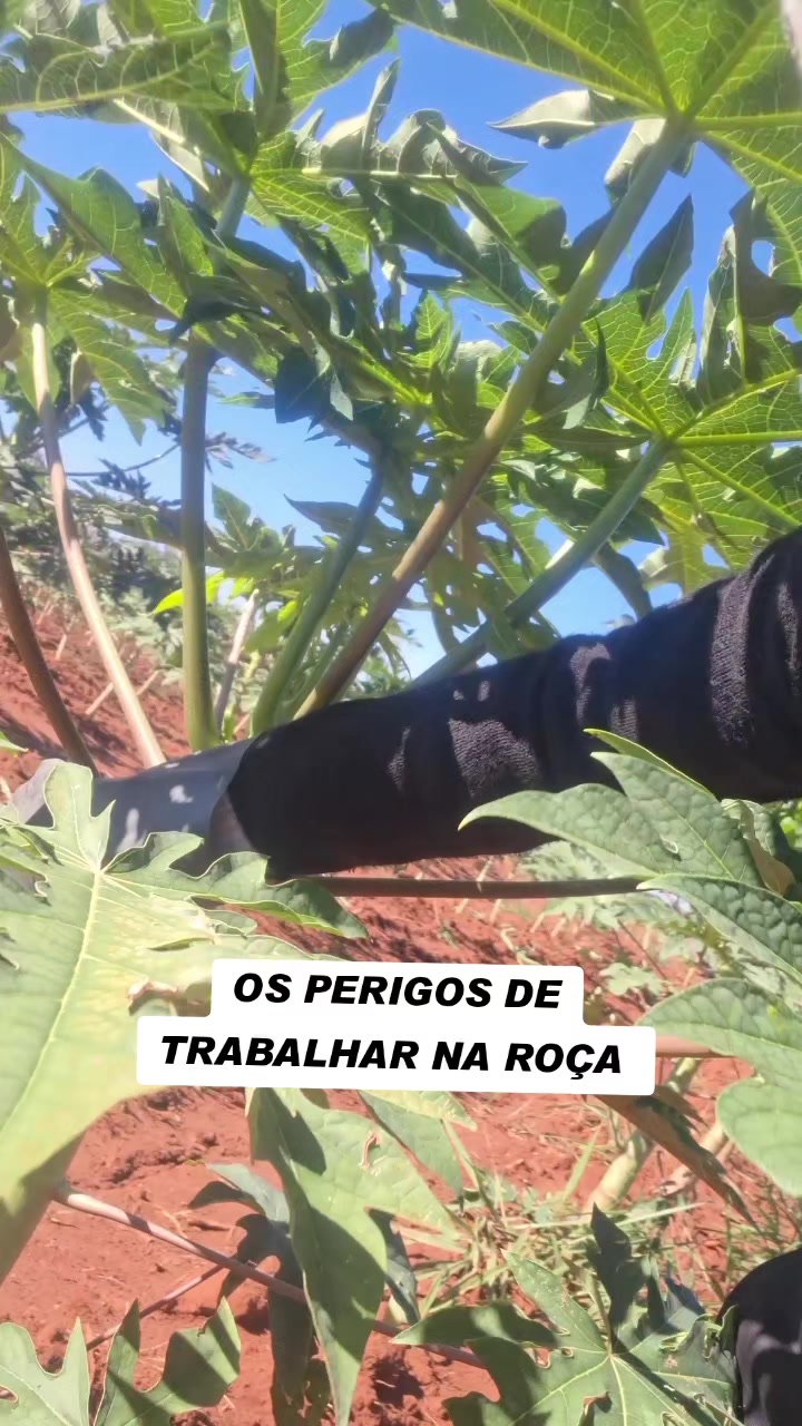 @DI&Aacute;RIO DA THAI 1