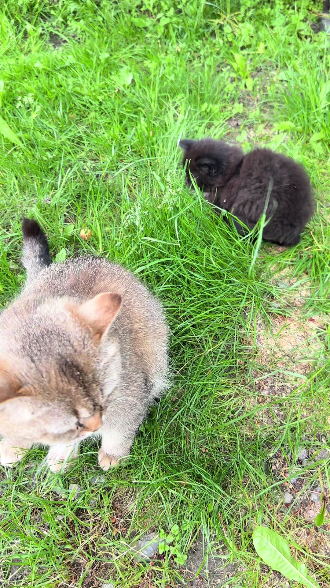 @cat.sheri.kittens