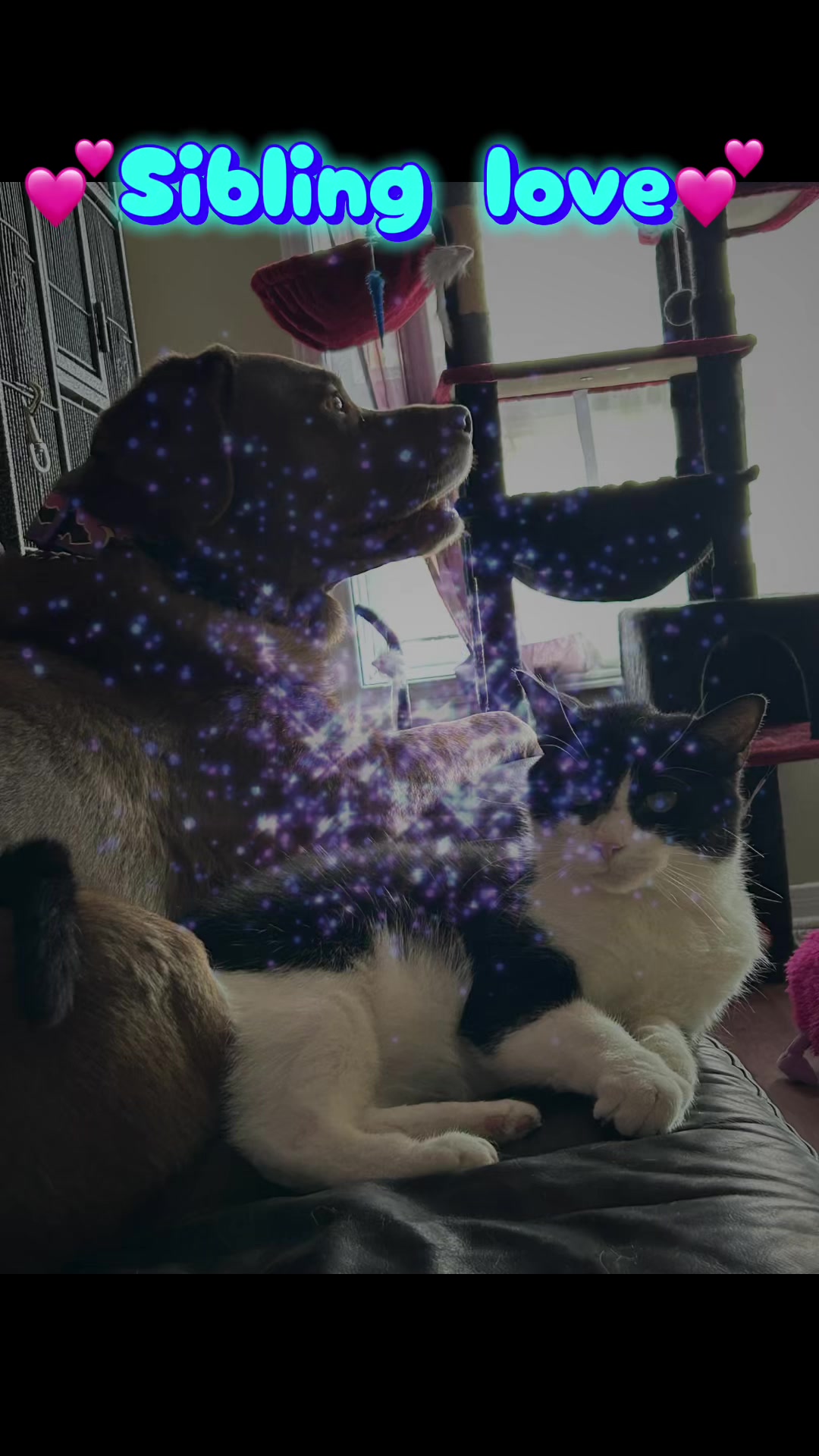 @🕯️💜🌹Danie/Kaia🌹💜🕯️